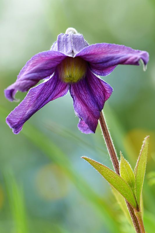 plamienok celistvolistý Clematis integrifolia L.