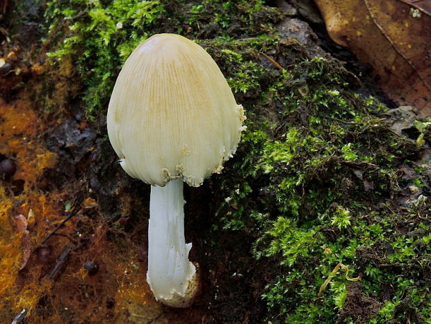 hnojník Ellisov Coprinellus ellisii (P.D. Orton) Redhead, Vilgalys & Moncalvo