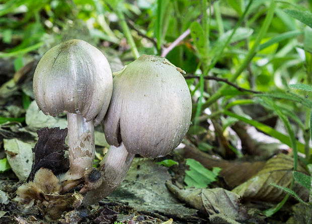 hnojník Coprinus sp.