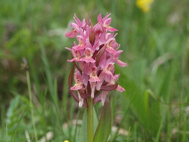 vstavačovec bazový Dactylorhiza sambucina (L.) Soó