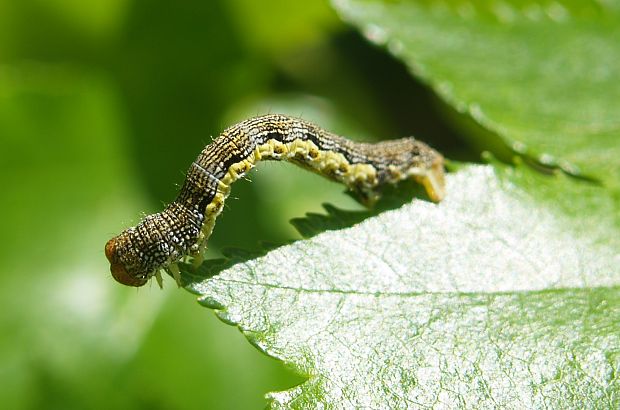 piadivka zimná ? Erannis defoliaria?