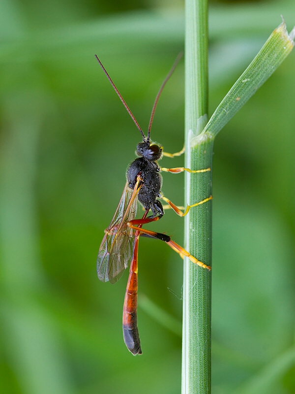 . Erigorgus cerinops