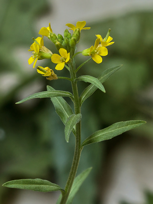 horčičník  Erysimum