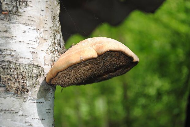 brezovník obyčajný Fomitopsis betulina (Bull.) B.K. Cui, M.L. Han & Y.C. Dai