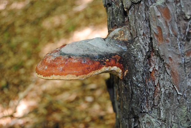 práchnovček pásikavý Fomitopsis pinicola (Sw.) P. Karst.