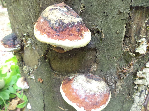 práchnovček pásikavý Fomitopsis pinicola (Sw.) P. Karst.