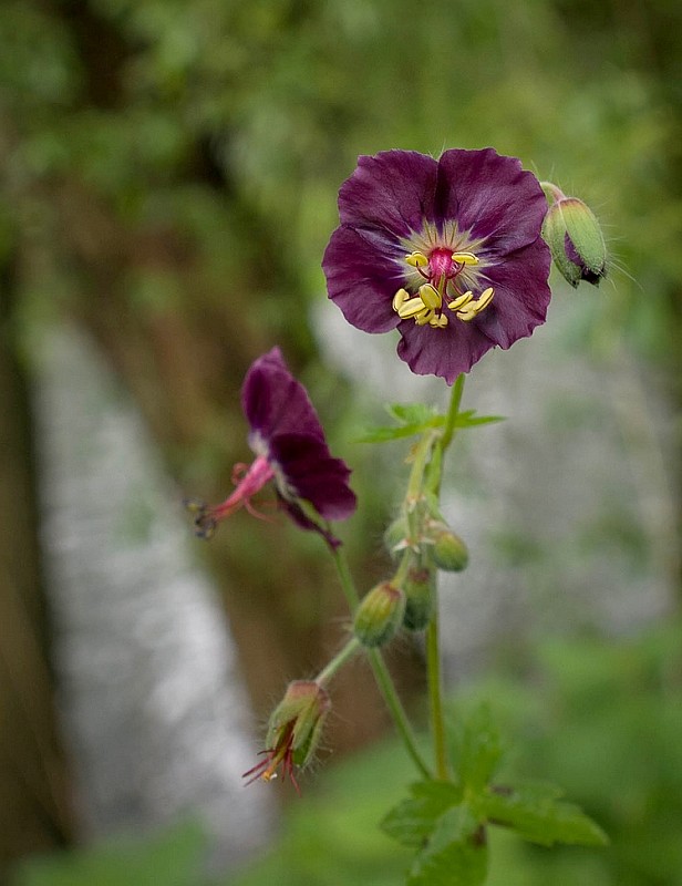 pakost hnedočervený Geranium phaeum L.