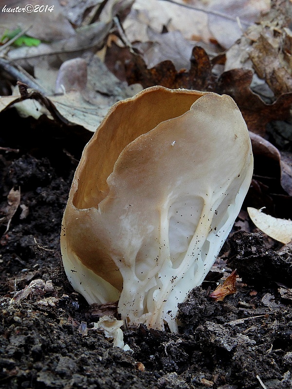 chriapač kalíškovitý Helvella acetabulum (L.) Quél.