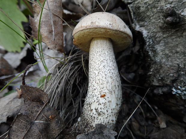 kozák brezový Leccinum scabrum (Bull.) Gray