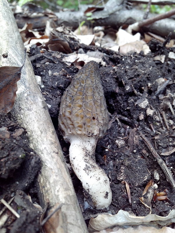 smrčok Morchella sp.