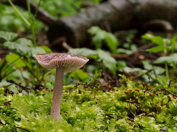 prilbička reďkovková Mycena pura (Pers.) P. Kumm.