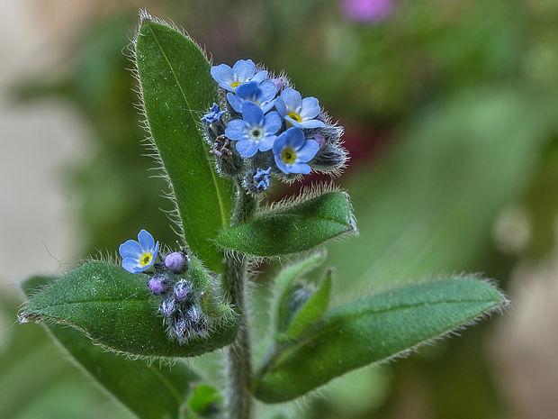 nezábudka močiarna Myosotis scorpioides L.