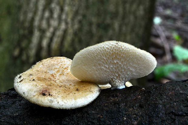 trúdnik veľkopórový Neofavolus alveolaris (DC.) Sotome & T. Hatt.