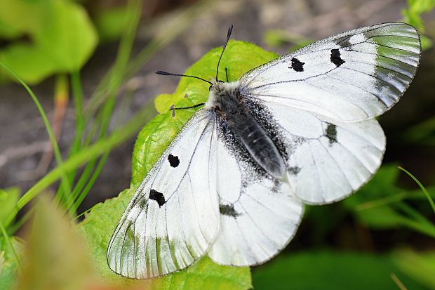 jasoň chochlačkový  Parnassius mnemosyne  L.