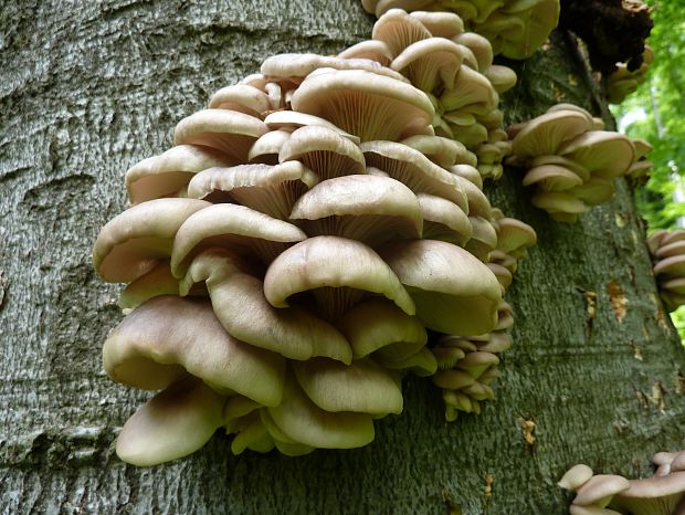 hliva buková Pleurotus pulmonarius (Fr.) Quél.