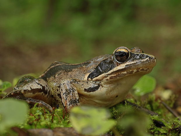 skokan ostropyský Rana arvalis