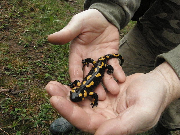 salamandra škvrnitá Salamandra salamandra