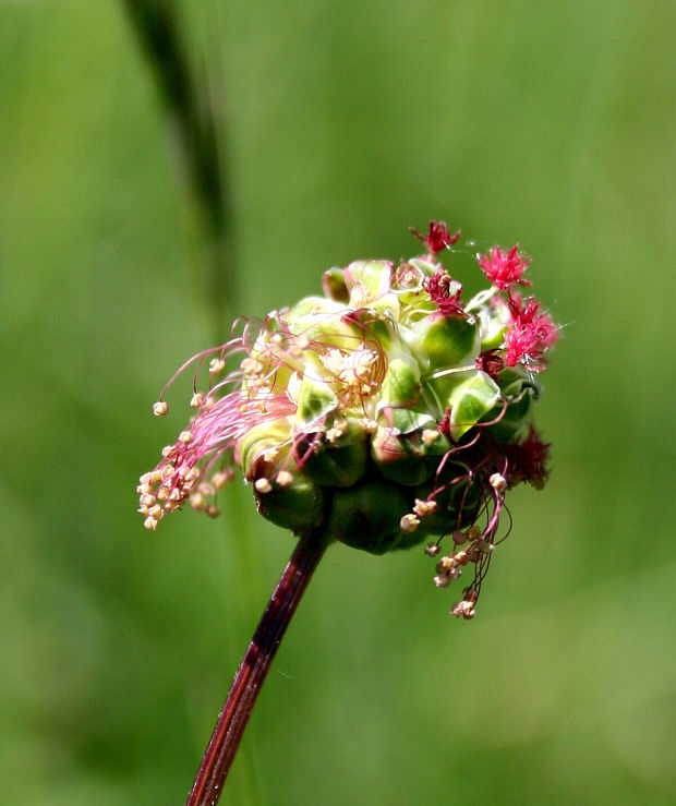 krvavec menší Sanguisorba minor Scop.