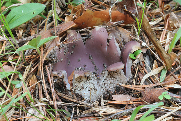 tulipánovka fialová Sarcosphaera coronaria (Jacq.) J. Schröt.