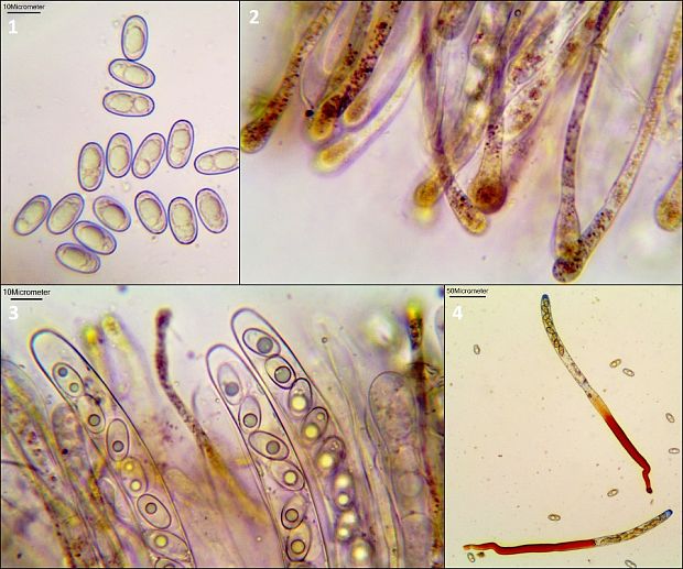 tulipánovka fialová Sarcosphaera coronaria (Jacq.) J. Schröt.