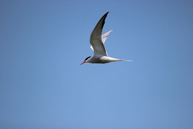 rybár obyčajný Sterna hirundo