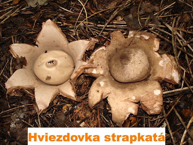 hviezdovka strapkatá Geastrum fimbriatum Fr.