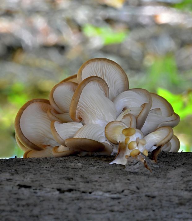 hliva buková Pleurotus pulmonarius (Fr.) Quél.