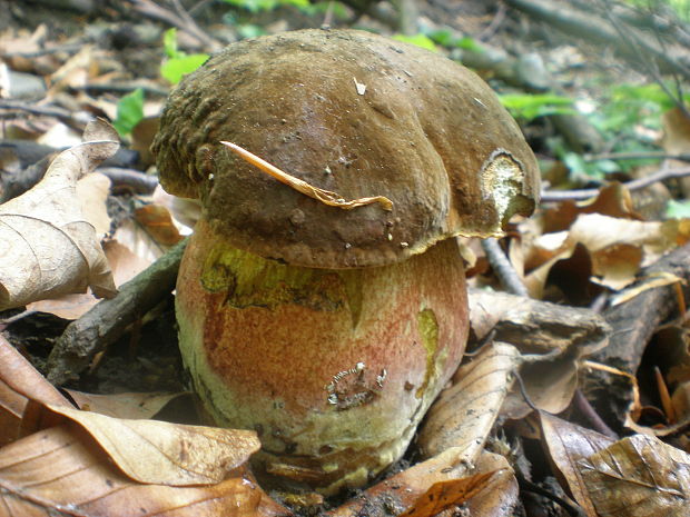 hríb zrnitohlúbikový Sutorius luridiformis (Rostk.) G. Wu & Zhu L. Yang