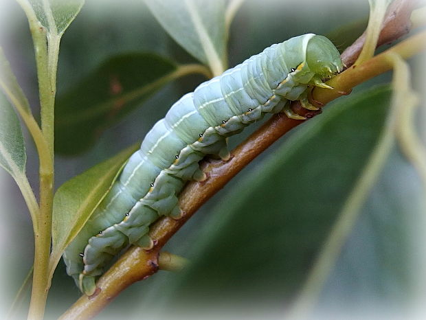 mora novembrová - húsenica Asteroscopus sphinx