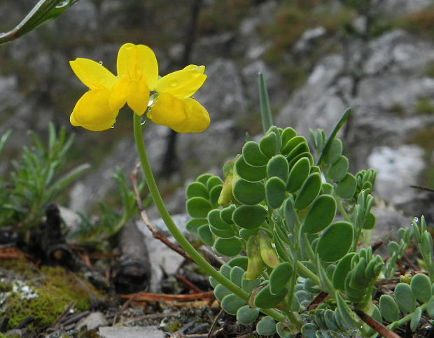 ranostaj pošvatý Coronilla vaginalis Lam.