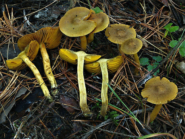 pavučinovec šafranový Cortinarius croceus (Schaeff.) Gray