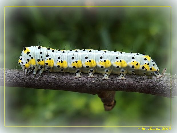 mramorovka modrohlavá - húsenica Diloba caeruleocephala