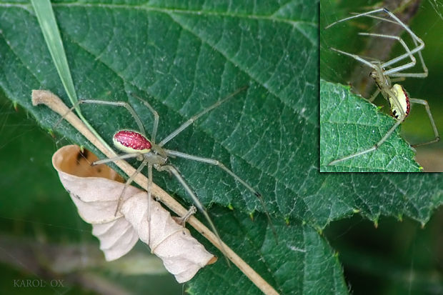 pradiarka Enoplognatha ovata  (cf.)