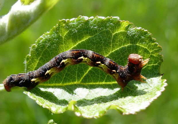 piadivka zimná? Erannis defoliaria Clerck, 1759