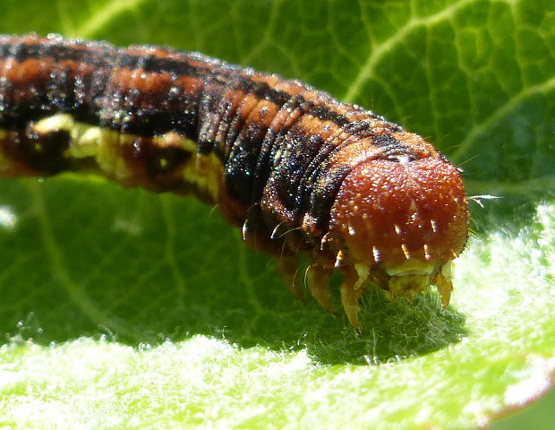 piadivka zimná Erannis defoliaria Clerck, 1759