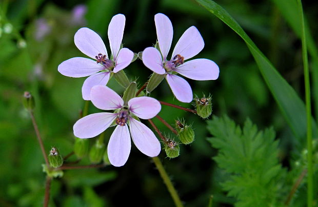 bociannik rozpukovitý Erodium cicutarium (L.) L