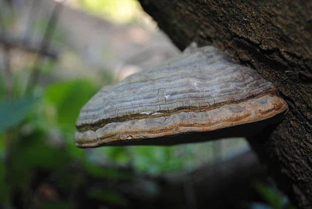 práchnovček Fomitopsis sp.