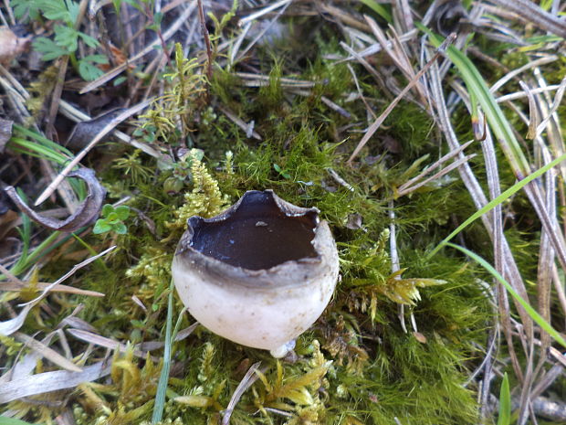 chriapač sosnový Helvella leucomelaena (Pers.) Nannf.