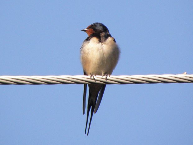 lastovička Hirundo rustica