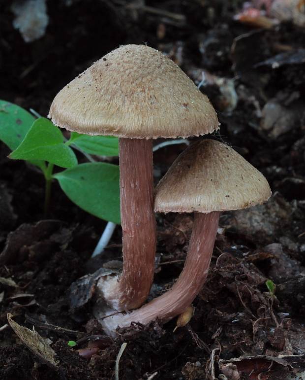 vláknica Inocybe sp.