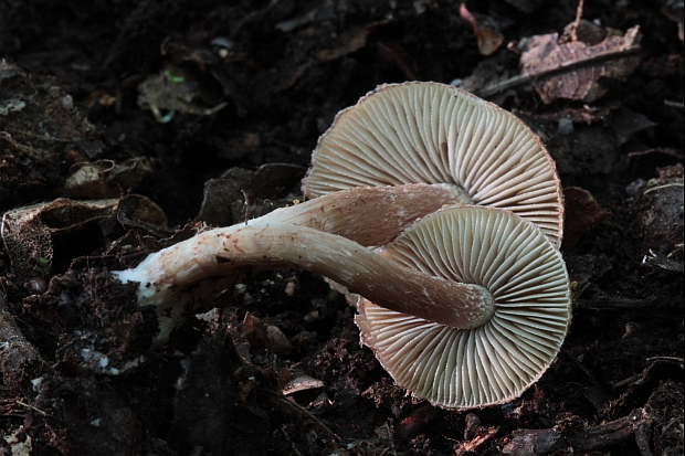 vláknica Inocybe sp.