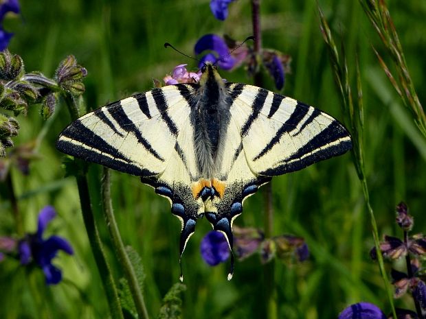 vidlochvost ovocný (sk) /  otakárek ovocný (cz) Iphiclides podalirius Linnaeus, 1758