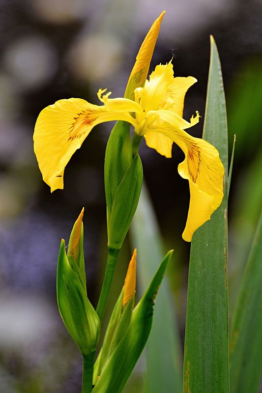 kosatec žltý Iris pseudacorus L.