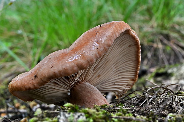 rýdzik Lactarius sp.