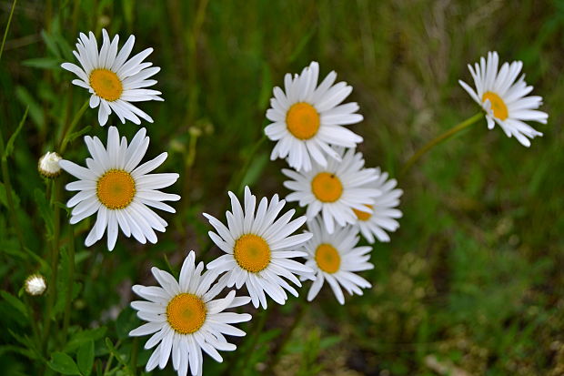 margaréta biela Leucanthemum vulgare Lam.