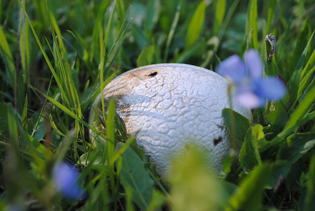 rozpadavec dlabaný Lycoperdon utriforme Bull.