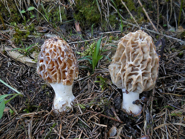 smrčok jedlý Morchella esculenta (L.) Pers.