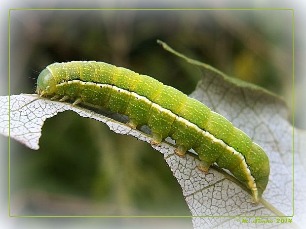 mora jarná - húsenica Orthosia incerta