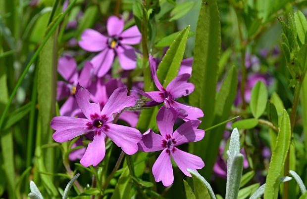 flox šidlolistý Phlox subulata L.