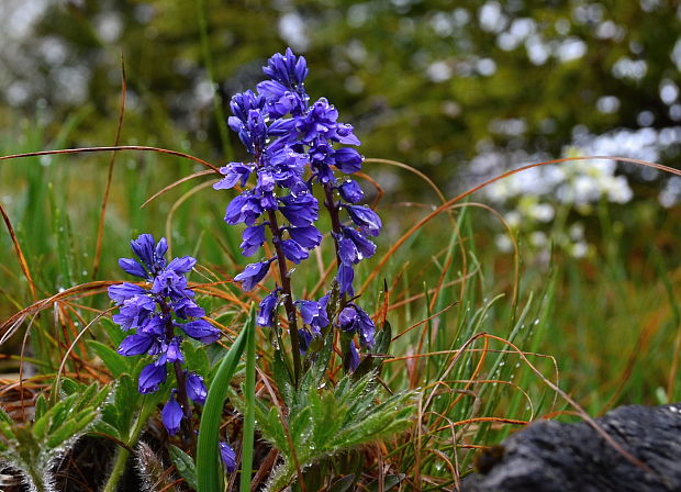 horčinka Polygala sp.